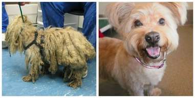 matted dog hair